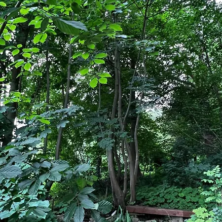 Forest *