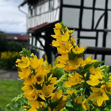 Сasa de vacaciones Forest *