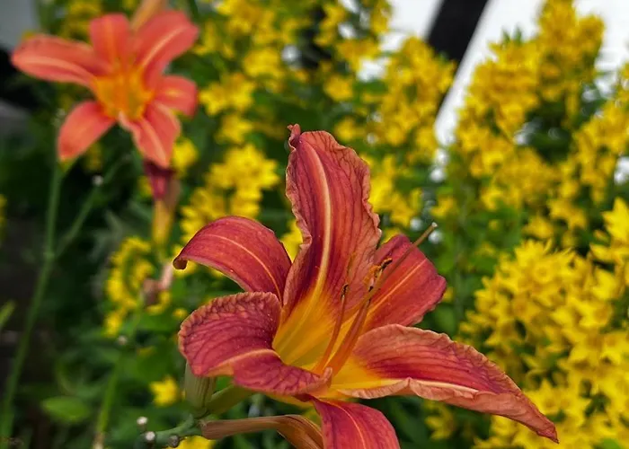 Forest Rudigershagen