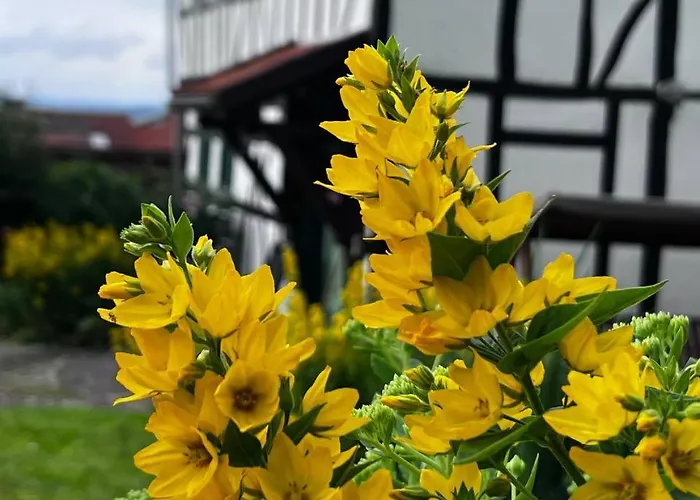 Dom wakacyjny Forest *